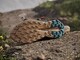 ADIDAS TERREX TRAILMAKER 2 GTX BROWN BEIGE